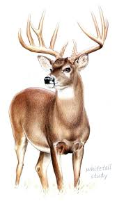 Wildlife Art By Kenny Oliver At Coroflot Com Deer Painting Deer Artwork Deer Art