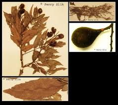 Image result for Platysepalum