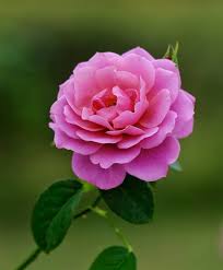 Looking for the best wallpapers? Pin By Vasile Zekany On Guller Beautiful Flowers Beautiful Pink Flowers Flower Aesthetic