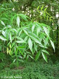 Image result for Fraxinus angustifolia