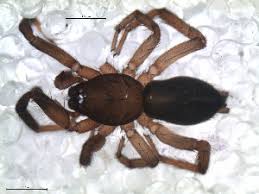 #camillina | 18.5k people have watched this. Bold Systems Taxonomy Browser Camillina Genus