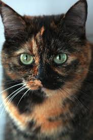 Tortoise Shell Kitten Beautiful Cats Cute Cats Pretty Cats