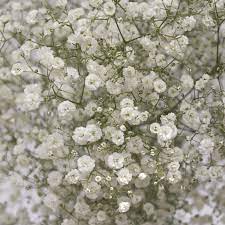 Million Star Baby S Breath Flowers To The Public Globalrose