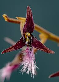 Image result for Bulbophyllum saltatorium