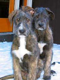 Be sure to watch your counters when an irish wolfhound comes home though. Irish Wolfhound Puppies Ballyhara Irish Wolfhounds