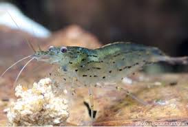 La Crevette Caridina Japonica A Un Rostre Legerement Incline Vers Le Bas Et Va Jusqu Au Deuxieme Segment De La Base Des Crevette Aquarium Crevettes Eaux Douces