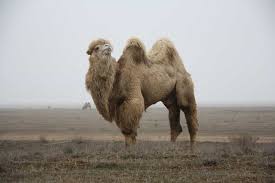 A camel in the dream shows as a rule the unusual or weird. What Does It Mean To See A Camel In A Dream