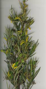 Image result for Acacia eriocarpa