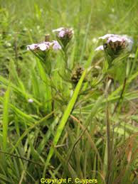 Image result for Sacciolepis africana