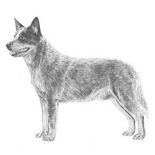 Australian Cattle Dog Dog Breed Information