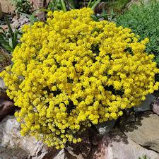Dorre, droge plaatsen waar niets wil groeien lijken hun niet te deren. Sedum Acre Seeds Yellow Stonecrop Ground Cover Seed