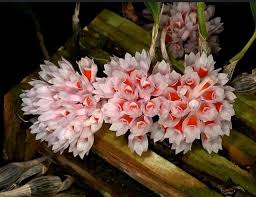 Image result for Bulbophyllum scaberulum