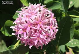 Image result for Dais cotinifolia