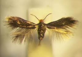 Image result for Stigmella pyri