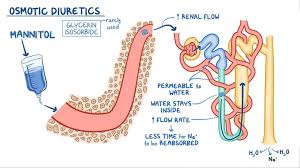 Image result for Loop Diuretic