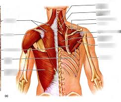 Check spelling or type a new query. Neck Shoulder And Back Muscles Diagram Quizlet