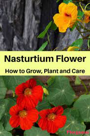 Nasturtium Flower How To Grow Plant And Care Plants Nasturtium Outdoor Flowers