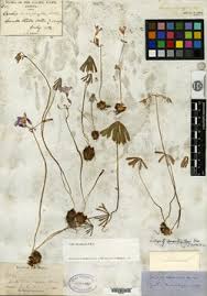 Image result for Oxalis anthelmintica