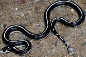 Baby Black And White Corn Snake California Kingsnake California King Snake Beautiful Snakes Cornsnake Morphs