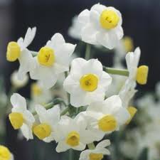 Buy Tazetta Daffodil Bulbs Narcissus Avalanche 5 99 Delivery By Crocus
