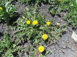 The flowers will be covered with. Weeds Manitoba Master Gardener Association