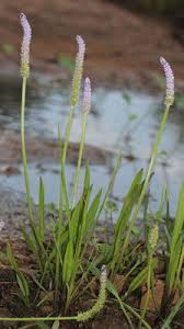 Image result for Aponogeton desertorum