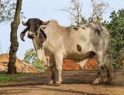 If you have ever listed cattle for sale in a livestock paper you will really like listing cattle on ranchworldads.com with greater coverage your cattle are seen by more buyers. Feed Brahma Cattle The Farm At Walnut Creek In Ohio