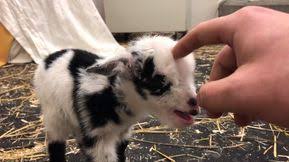 A Tiny Rescued Baby Goat Makes The Cutest Noises Whenever The Petting Stops Cute Goats Baby Goats Baby Animals Funny