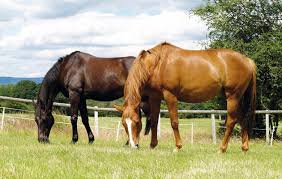 Related:horse fly mask horse fly spray gallon horse fly spray endure. Best Fly Spray To Protect Your Horse Plus Other Top Tips Horse Hound