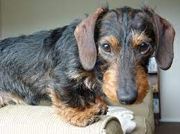 Wire Haired Mini Doxie Hunter Wire Haired Dachshund Dachshund Dog Dachshund Love