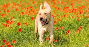 Brain Tumours Fact Sheet Davies Veterinary Specialists