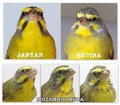 From pamankicau.com tapi sebetulnya untuk melihat perbedaan kelinci jantan dan betina hanya dengan menerapkan poin 1 dan 2 saja mungkin sudah bisa. Perbedaan Blackthroat Jantan Dan Betina Om Kicau Perbedaan Kenari Jantan Dan Betina Dari Ekor Bali Suara Blackthroat Betina Ini Ampuh Untuk Memancing Blackthroat Jantan Supaya Bunyi Suara Blackthroat Betina
