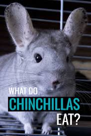 As they're rodents, you might assume that chinchillas eat fresh vegetables and leaves. What Do Chinchillas Eat Pbs Pet Travel