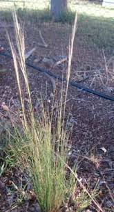 Image result for Aristida stipoides