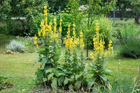 Image result for Verbascum