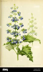 Image result for Coleus thyrsoideus