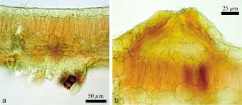 Image result for Monanthotaxis ferruginea
