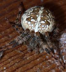 In new york, bites attributed to brown recluse spiders are almost certainly from yellow sac spiders. 17 New York Spiders That Will Make Your Skin Crawl Newyorkupstate Com