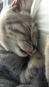 Pin De Gece En Swettyy En 2020 Gatos Raros Gatos Bonitos Gatos
