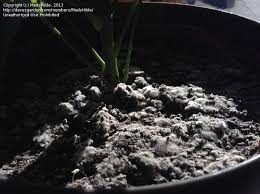 Oct 01, 2020 · although fuzzy, white mold on its soil may not hurt your houseplant, the conditions that allowed such mold growth will. Beginner Gardening Rainwater For House Plants White Mold In Soil 1 By Madshilde
