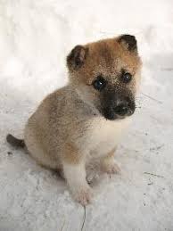 During this phase of your pup's life, they should be learning the. Easiest Way To Potty Train A 6 Week Old Puppy