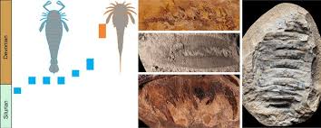Where are giant water scorpions found in the devonian period? Giant Sea Scorpions Were The Underwater Titans Of Prehistoric Australia