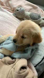golden retriever puppy pups puppycachorrostiernos yavru kopek sevimli kopek yavrulari sevimli hayvan yavrulari