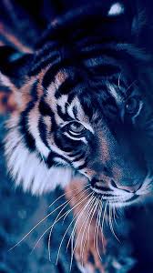 Pin By Liline On Big Wild Cats Animals Tiger Wallpaper Animal Wallpaper