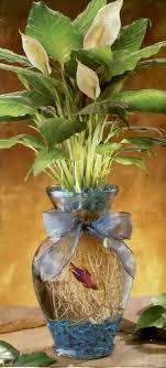 Beta Fish A Peace Lily Fish Vase Fish Plants Plants