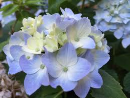 Hydrangeas grow and bloom best in areas where they can get at least a few freezes in the winter. Hydrangeas Play A Pretty Role In The Garden Plant Something Oregon