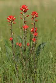 Image result for Sporobolus rigidifolius