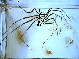 Image result for Pycnosphaera