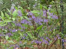 Image result for Isodon