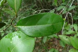 Image result for Ocotea kenyensis
